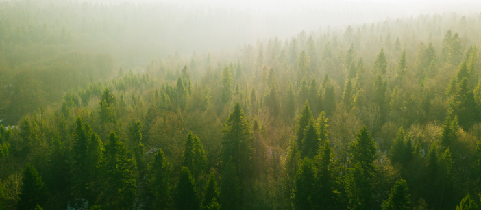 Eine weite und grüne Waldlandschaft.