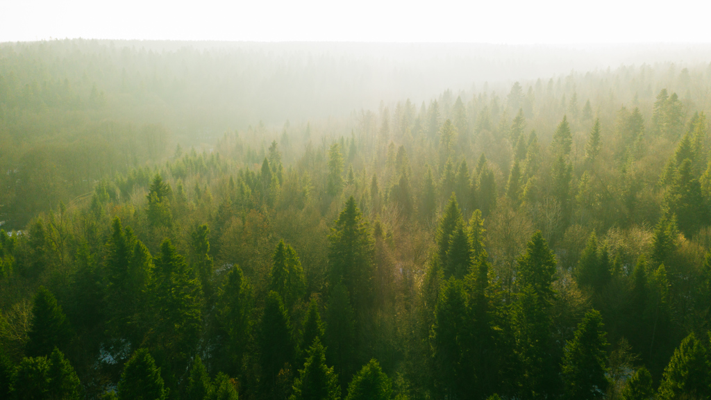 A wide and green forest landscape.