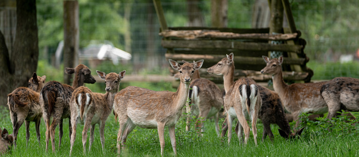 A group of deer standing in their enclosure in a forest.